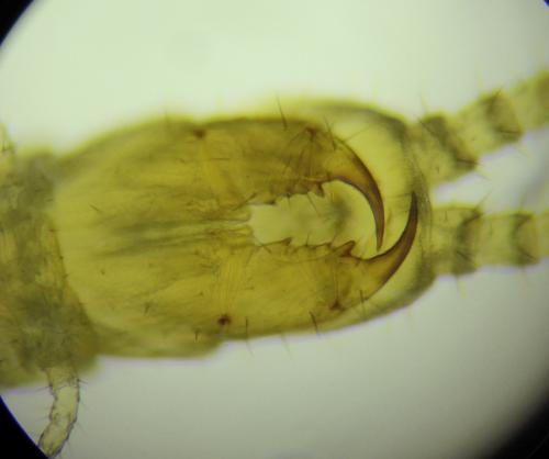 Schendyla dentata